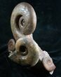 Lytoceras Ammonite Sculpture - Tall #7986-4